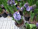 Hyacinths in pots 